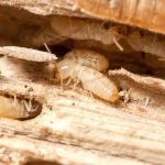 How to Protect Your Home from Termites During Drought