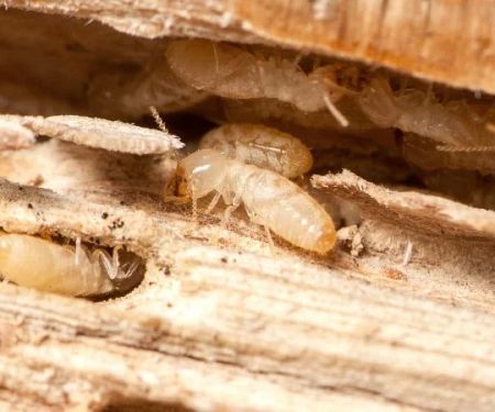 How to Protect Your Home from Termites During Drought