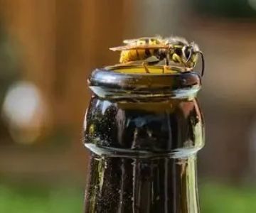 How to Keep Wasps Away From Outdoor Seating