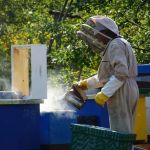 How to Remove Bees Without Killing Them