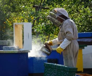How to Remove Bees Without Killing Them