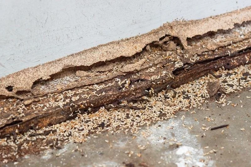 How to Spot Termite Tunnels on Your Property