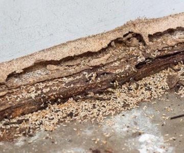 How to Spot Termite Tunnels on Your Property