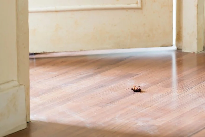 What Home Buyers Should Know About Pests Before Closing