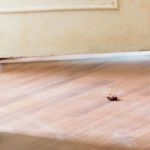 What Home Buyers Should Know About Pests Before Closing