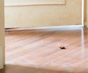 What Home Buyers Should Know About Pests Before Closing