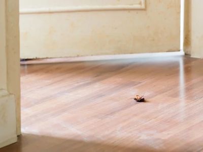 What Home Buyers Should Know About Pests Before Closing