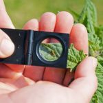 How to Monitor Pest Trends Locally