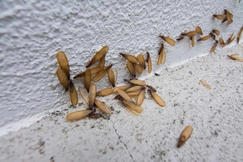 How to Detect and Control Termites on a Budget: A Practical Guide for Homeowners