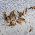 How to Detect and Control Termites on a Budget: A Practical Guide for Homeowners