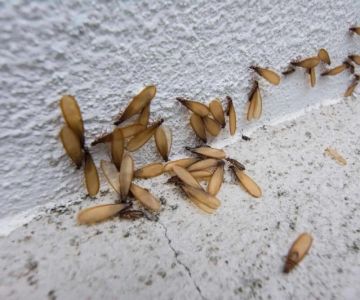 How to Detect and Control Termites on a Budget: A Practical Guide for Homeowners