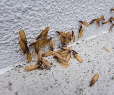 How to Detect and Control Termites on a Budget: A Practical Guide for Homeowners