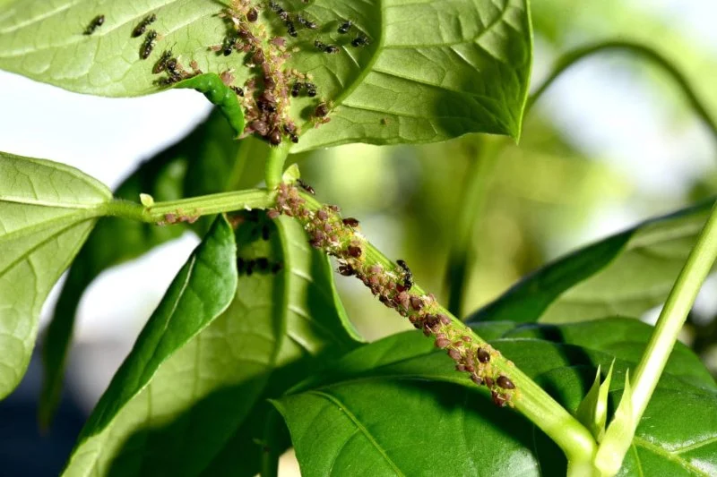 How Tree Limbs and Shrubs Can Invite Pests into Your Garden