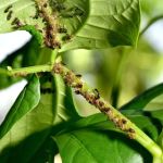How Tree Limbs and Shrubs Can Invite Pests into Your Garden