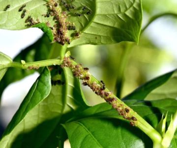 How Tree Limbs and Shrubs Can Invite Pests into Your Garden