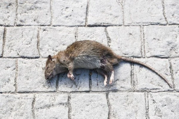 How to Safely Deal with Dead Rodents in Your Home