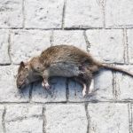How to Safely Deal with Dead Rodents in Your Home