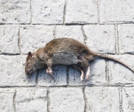 How to Safely Deal with Dead Rodents in Your Home