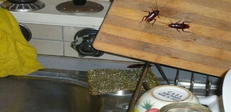 How to Keep Cockroaches Out of Your Kitchen