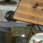 How to Keep Cockroaches Out of Your Kitchen
