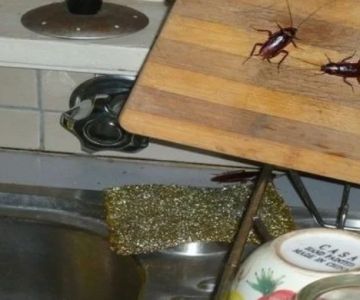 How to Keep Cockroaches Out of Your Kitchen