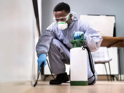 How to Handle Pest Damage Claims With Insurance