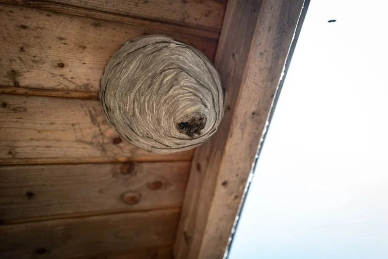 Wasp Nest Removal: What Homeowners Need to Know