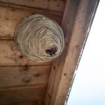 Wasp Nest Removal: What Homeowners Need to Know