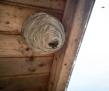 Wasp Nest Removal: What Homeowners Need to Know