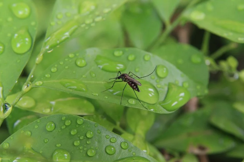 Why Pests Are More Active After Rain