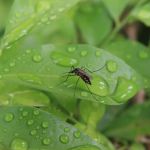 Why Pests Are More Active After Rain