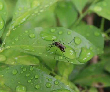 Why Pests Are More Active After Rain