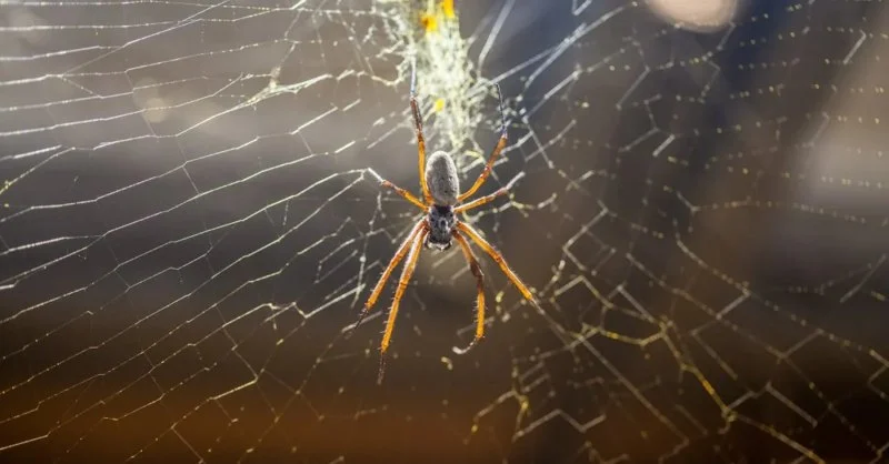 How to Keep Spiders Out of Your Home Year-Round
