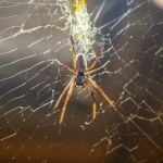 How to Keep Spiders Out of Your Home Year-Round