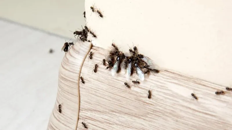 5 Common Ant Species in U.S. Homes and How to Kill Them
