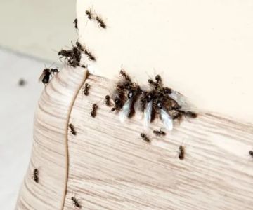 5 Common Ant Species in U.S. Homes and How to Kill Them