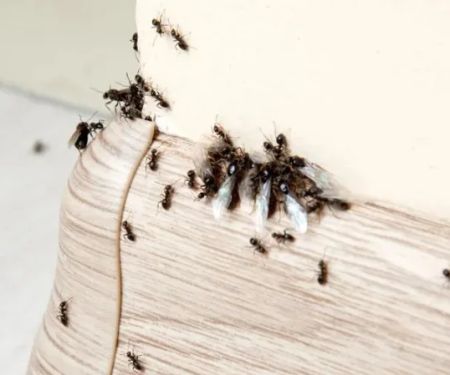 5 Common Ant Species in U.S. Homes and How to Kill Them