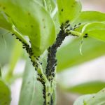 How Landscaping Choices Affect Pest Populations in Your Yard