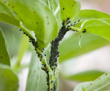 How Landscaping Choices Affect Pest Populations in Your Yard