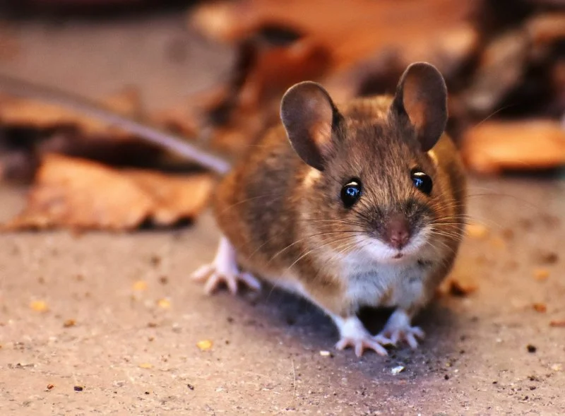 How to Control Rodents Without Poison