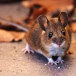 How to Control Rodents Without Poison