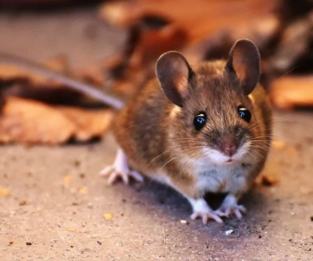 How to Control Rodents Without Poison