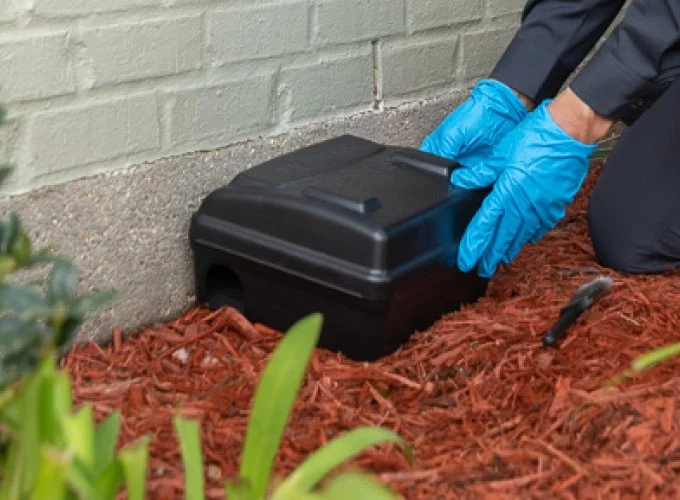 The Role of Bait vs Spray Treatments for Rodents