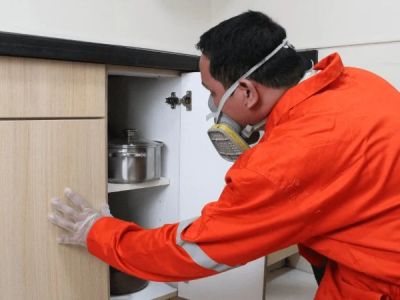 How to Inspect for Pests After Heavy Rain | PestControlHub