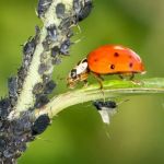 How Pest Biology Affects Control Strategy