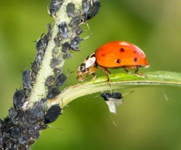 How Pest Biology Affects Control Strategy