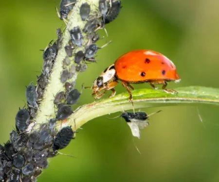 How Pest Biology Affects Control Strategy