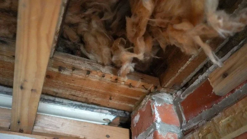 How to Spot Pest Activity in Wall Voids: Signs & Prevention Tips