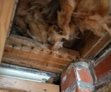 How to Spot Pest Activity in Wall Voids: Signs & Prevention Tips