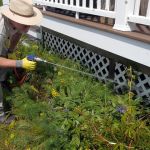 How to Use Barrier Sprays Strategically for Effective Pest Control